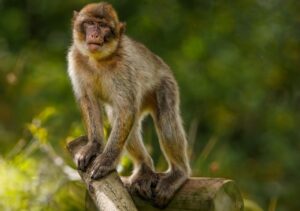 Sensation in Chattisgarh over the deaths of 22 monkeys shot by a gun.