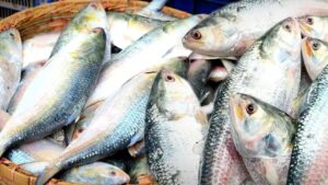 Hilsa Fish caught in nets a wave of joy ahead of puja