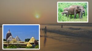 Puri a night in the forest on the way you might spot elephants