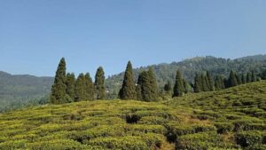 Darjeeling mountain village, drawn by the allure of the 'Sahib' bungalow