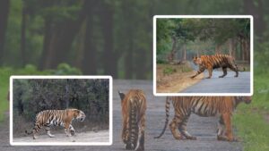 Travel a visit to the tiger's den IRCTC's new package