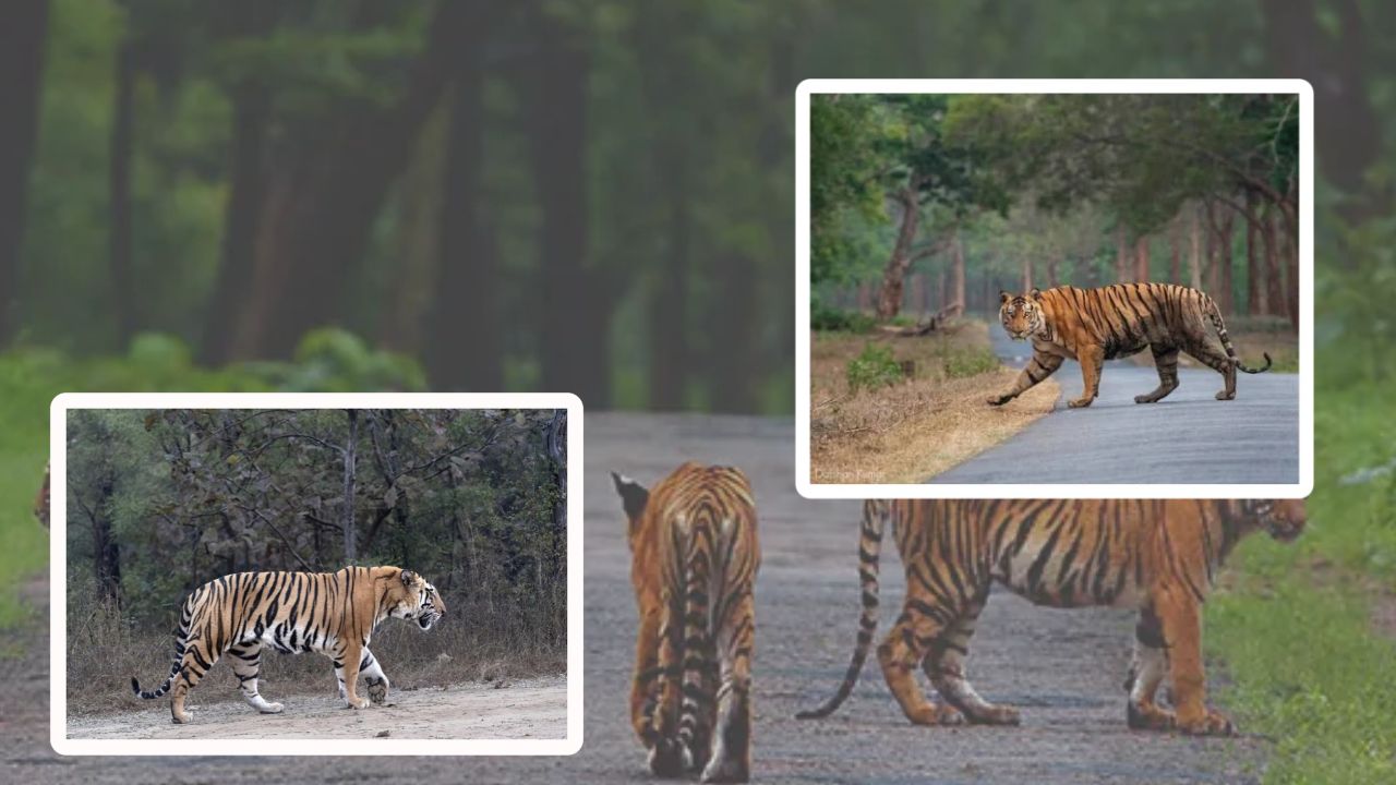 Travel a visit to the tiger's den IRCTC's new package