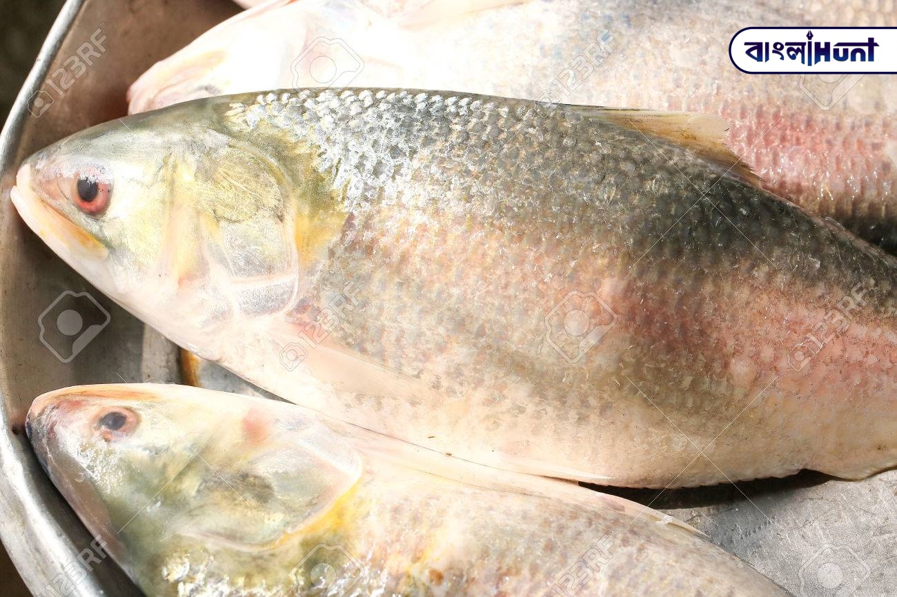 53661692 ilish hilsa fish fresh on a try at market