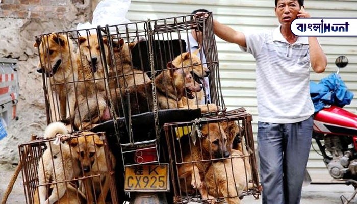 China reclassifies dogs as pets not livestock in wake of the coronavirus