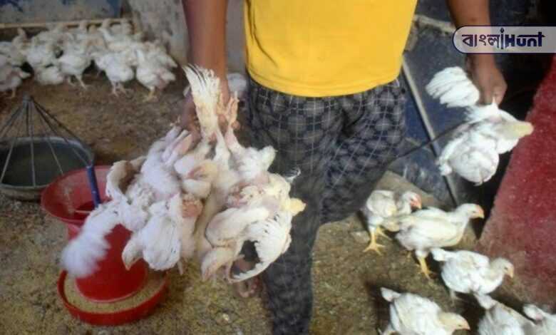 Chicken,Price rate,West Bengal,Decrease price,Poultry,Bengali,Indian Rupee