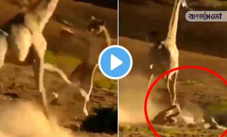 lion was crushed under the feet of the giraffe: viral video