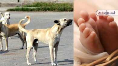 in alipurduar, The dog is walking with the legs of the newborn, the cat is dragging the body