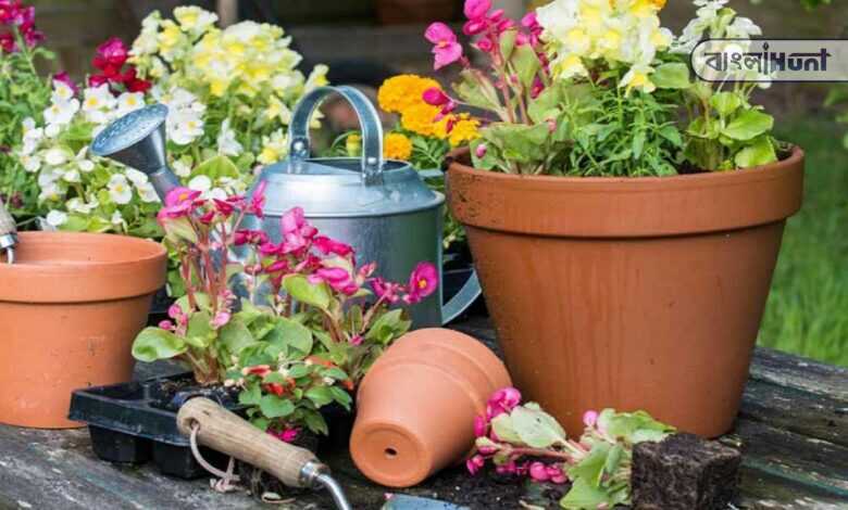 Make a flower garden at home, just keep a few things in mind