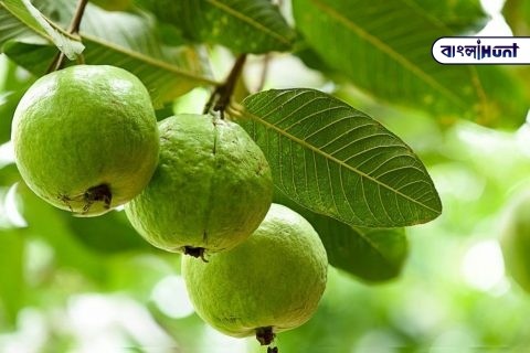 guava fruit 1