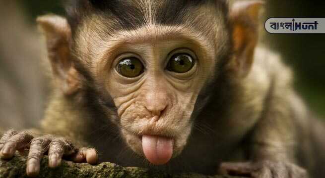 monkey pic 1